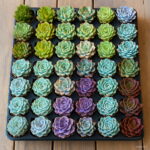 500pcs Succulents Bonsai Plants Mixed Flowers And Family Garden Decoration Potted Planting Plant Seeds - 3 500pcs Succulents Bonsai Plants Mixed Flowers And Family Garden Decoration Potted Planting Plant Seeds - 3