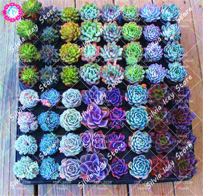 500pcs Assorted Succulents Seeds Mixed Blooms For Indooroutdoor Decorative Pot Planting - 6