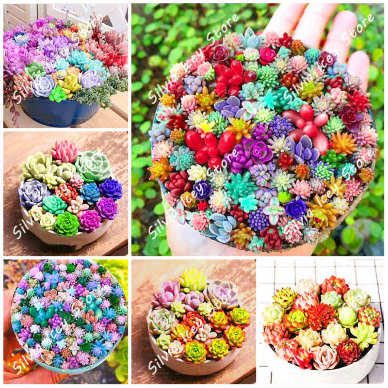 500pcs Assorted Succulents Seeds Mixed Blooms For Indooroutdoor Decorative Pot Planting - 2