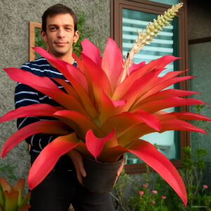 Bonsai 50pcs Cactus Bromeliad Colorful Flower Succulent Plant Courtyard Home Garden Supplies Seeds