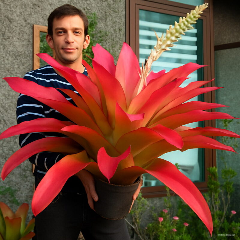 Bonsai 50pcs Cactus Bromeliad Colorful Flower Succulent Plant Courtyard Home Garden Supplies Seeds