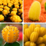 100 Pcs Yellow Cactus Bonsai Plants Succulent Potted Planting Home Garden Beautiful Indoor Ornamental Seeds 100 Pcs Yellow Cactus Bonsai Plants Succulent Potted Planting Home Garden Beautiful Indoor Ornamental Seeds