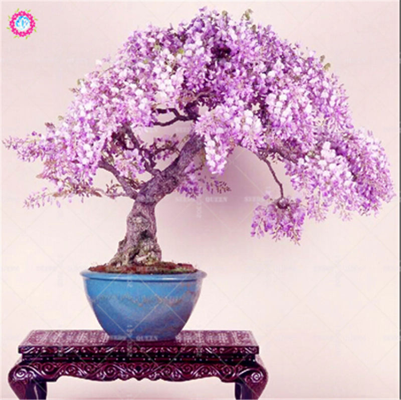 Wisteria 5pcs Set Elegant Indoor Floral Decor Lush Potted Tree Seeds Diy Landscaping - 5