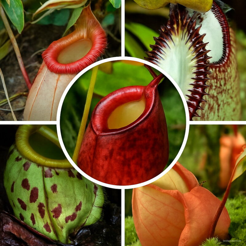 Nepenthes Plant Carnivorous 50 Particles Seeds