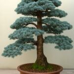 10 Pcs Cedar Kinds Of Green Bonsai Tree Japanese Plant Home Garden Straight Perennial Woody Plants Seeds - 4 10 Pcs Cedar Kinds Of Green Bonsai Tree Japanese Plant Home Garden Straight Perennial Woody Plants Seeds - 4