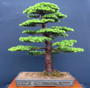 10 Pcs Cedar Kinds Of Green Bonsai Tree Japanese Plant Home Garden Straight Perennial Woody Plants Seeds - 2