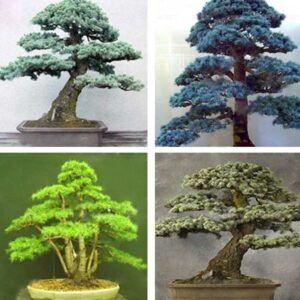 10 Pcs Cedar Kinds Of Green Bonsai Tree Japanese Plant Home Garden Straight Perennial Woody Plants Seeds
