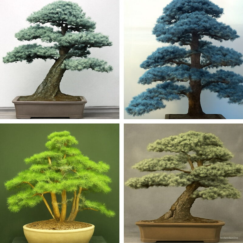 10 Pcs Cedar Kinds Of Green Bonsai Tree Japanese Plant Home Garden Straight Perennial Woody Plants Seeds
