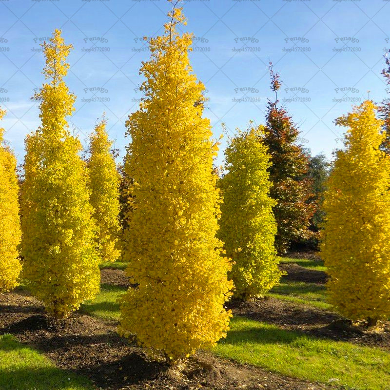 5pcs Ginkgo Tree Seeds For Courtyard Decor Ideal For Indooroutdoor Greenery - 9