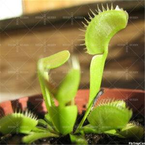 Bonsai 50pcs Mixed Multifarious Nepenthes Carnivorous Plant Succulent Dionaea Muscipula Potted Planting Home Garden Supplies Seeds - 2