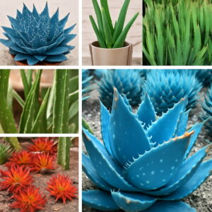 Bonsai 100pcs Color Aloe Vera Plant Herbal Succulent Poted Planta Organic Flower Garden Planting Purify Air Seeds