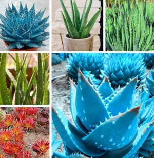 Bonsai 100pcs Color Aloe Vera Plant Herbal Succulent Poted Planta Organic Flower Garden Planting Purify Air Seeds