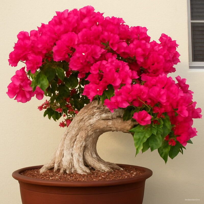 Bonsai 10pcs Bougainvillea Spectabilis Willd Tree Flower Potted Planting Home Garden Supplies Seeds