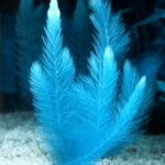 Bonsai 200pcs Blue Aquatic Water Grass Beautiful Planting Potted Fish Tank Home Garden Decoration Supplies Seeds - 4 Bonsai 200pcs Blue Aquatic Water Grass Beautiful Planting Potted Fish Tank Home Garden Decoration Supplies Seeds - 4