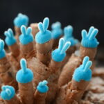 Bonsai 50 Pcs Blue Rabbit Succulent Plants Mini Cute Lithops Flower Planting Potted Home Garden Decoration Seeds - 5 Bonsai 50 Pcs Blue Rabbit Succulent Plants Mini Cute Lithops Flower Planting Potted Home Garden Decoration Seeds - 5