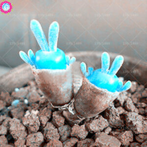 Bonsai 50 Pcs Blue Rabbit Succulent Plants Mini Cute Lithops Flower Planting Potted Home Garden Decoration Seeds - 2