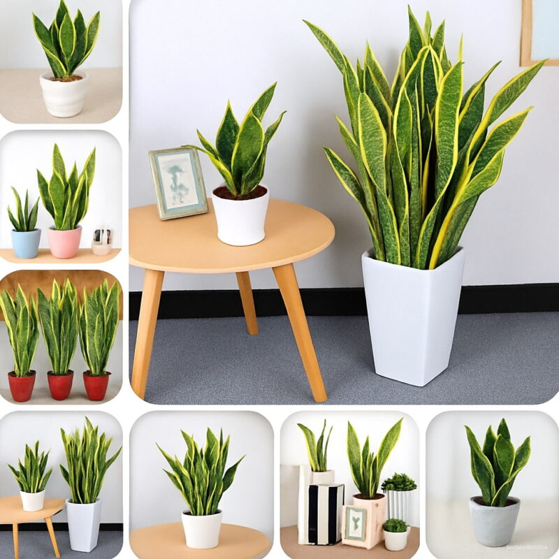 100 Pcs B Sansevieria Trifasciata Bonsai Perennial Indoor Succulent Snake Plant Potted Foliage Plants Home Garden Seeds