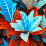 100pcs Blue Variegated Leaf Croton Mixed Colorful Ornamental Bonsai Plants Home Garden Patio Codiaeum Variegatum Seeds - 3