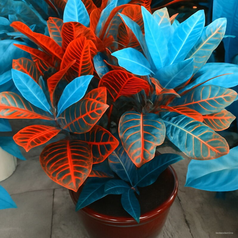 100pcs Blue Variegated Leaf Croton Mixed Colorful Ornamental Bonsai Plants Home Garden Patio Codiaeum Variegatum Seeds