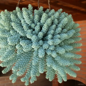 Bonsai 100pcs Succulent Hanging Planting Potted Home Garden Decoration Supplies Seeds