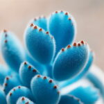 200pcs Mini Blue Lithops Bonsai Succulent Plants Ass Flower Potted Stone Diy Home Garden Seeds - 6