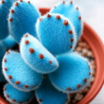 200pcs Mini Blue Lithops Bonsai Succulent Plants Ass Flower Potted Stone Diy Home Garden Seeds - 3