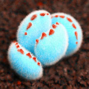 200pcs Mini Blue Lithops Bonsai Succulent Plants Ass Flower Potted Stone Diy Home Garden Seeds