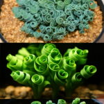 200pcs Succulent Spring Grass Albuca Namaquensis Real Indoor Bonsai Plants Home Garden Packaging Seeds - 3