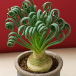 200pcs Succulent Spring Grass Albuca Namaquensis Real Indoor Bonsai Plants Home Garden Packaging Seeds - 2