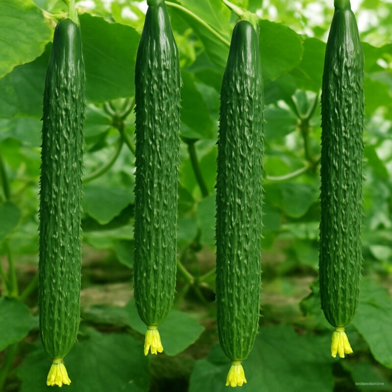 50pcs Japanese Cucumber Green Organic Vegetable Bonsai Plants High Germination Fast Packaging Seeds