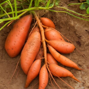 100pcs Sweet Potato Plant Healthy Vegetable Underground Growth Planting Garden Potted Seeds - 2