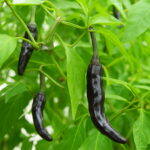 Bonsai 50pcs Black Chili Organic Hot Pepper Vegetable Planting Potted Home Garden Supplies Seeds - 6