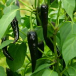 Bonsai 50pcs Black Chili Organic Hot Pepper Vegetable Planting Potted Home Garden Supplies Seeds - 5