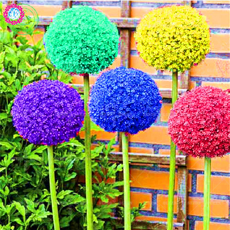 100pcs Allium Giganteum Giant Flower Seeds Organic Nongmo Perfect For Indooroutdoor Landscaping - 6