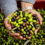 3pcs Chinese Green Planting Olive Oil Bonsai Tree Spring Farm Home 95% Germination Rate Seeds - 4