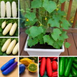 100pcs Cucumber Vegetable Plant Healthy Family Fruit Garden Bonsai Potted Planting Seeds