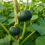20pcs Pumpkin Plant Potted Vegetable Healthy Delicious Family Garden Bonsai Planting Seeds - 6