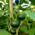 20pcs Pumpkin Plant Potted Vegetable Healthy Delicious Family Garden Bonsai Planting Seeds - 4