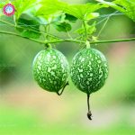 Bonsai 20pcs Mini Organic Hanging Melon Vegetable Planting Potted Home Garden Supplies Seeds - 2