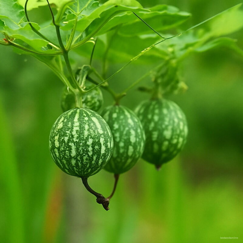 Bonsai 20pcs Mini Organic Hanging Melon Vegetable Planting Potted Home Garden Supplies Seeds