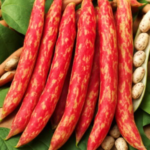 30 Pcs Long Cowpea Bean Vegetable Bonsai Vigna Unguiculata Plants Long-podded Snake Home Garden Potted Seeds - 2