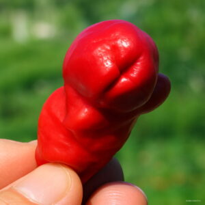 Bonsai 50pcs Penis Hot Pepper Chili Organic Vegetable Planting Potted Home Garden Supplies Seeds - 2