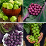 Bonsai 50pcs Chinese Purple Brussels Sprout Organic Cabbage Heirloom Vegetable Planting Spring Farm Supplies Seeds