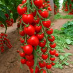 Bonsai 100pcs Tomato Delicious Cherry Non-gmo Vegetables Food Potted Garden Plants Home Seeds - 3