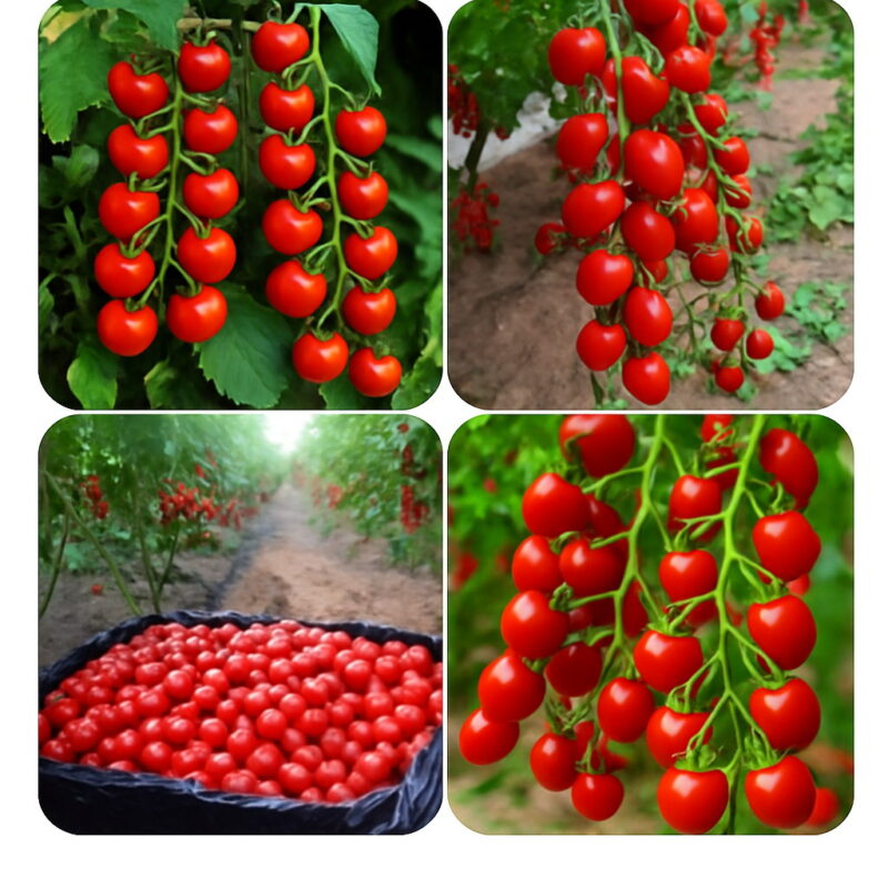 Bonsai 100pcs Tomato Delicious Cherry Non-gmo Vegetables Food Potted Garden Plants Home Seeds