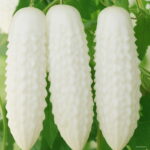 100pcs Cucumber Plant Vegetables Fresh Fruit Pot Plants Healthy Family Vegetable Garden Seeds - 5