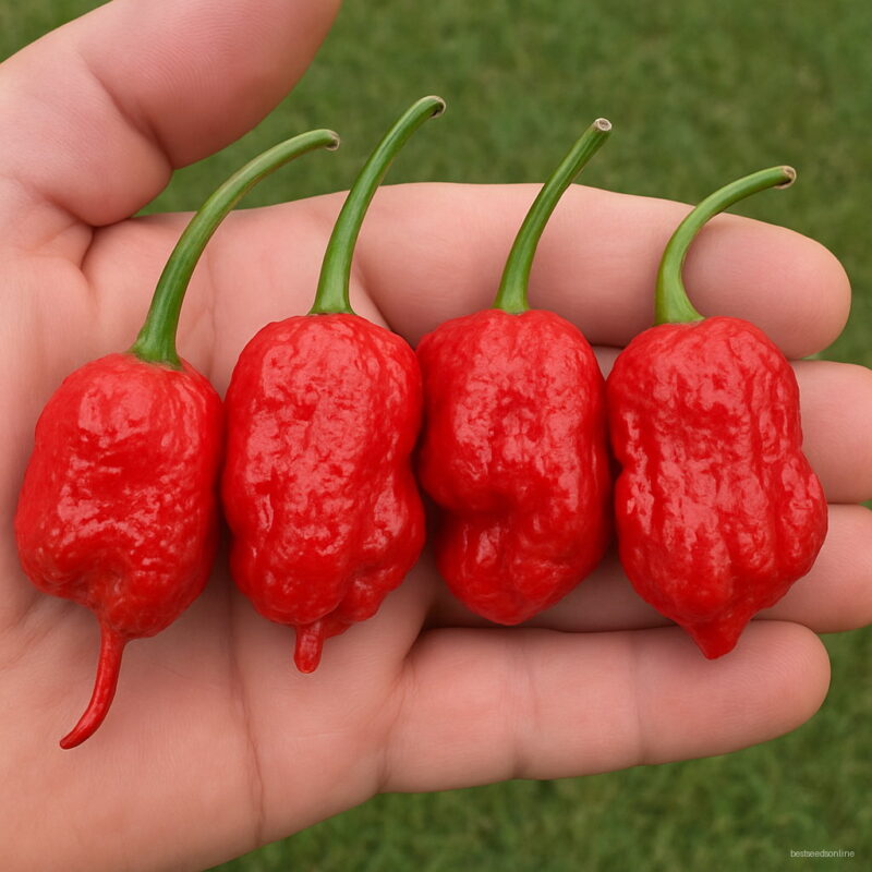 Bonsai 200pcs Red Fresh Carolina Reaper Chilli Pepper Potted Super Hot 100% Seeds