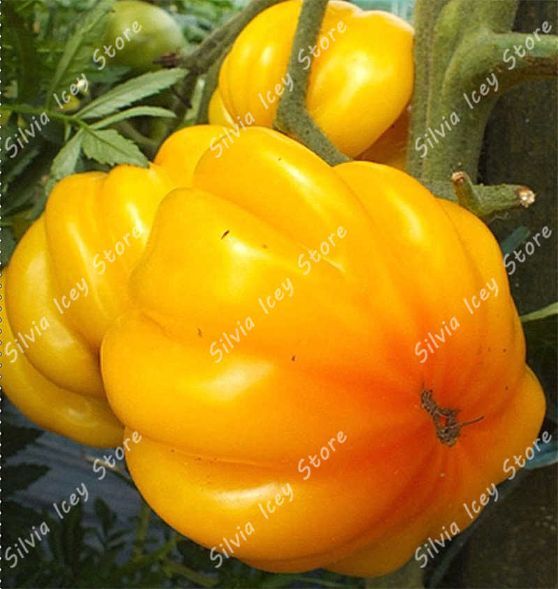 200 Pcs Giant Tomato Seeds Vegetable Cultivation For Indooroutdoor Potted Growth Harvest - 11