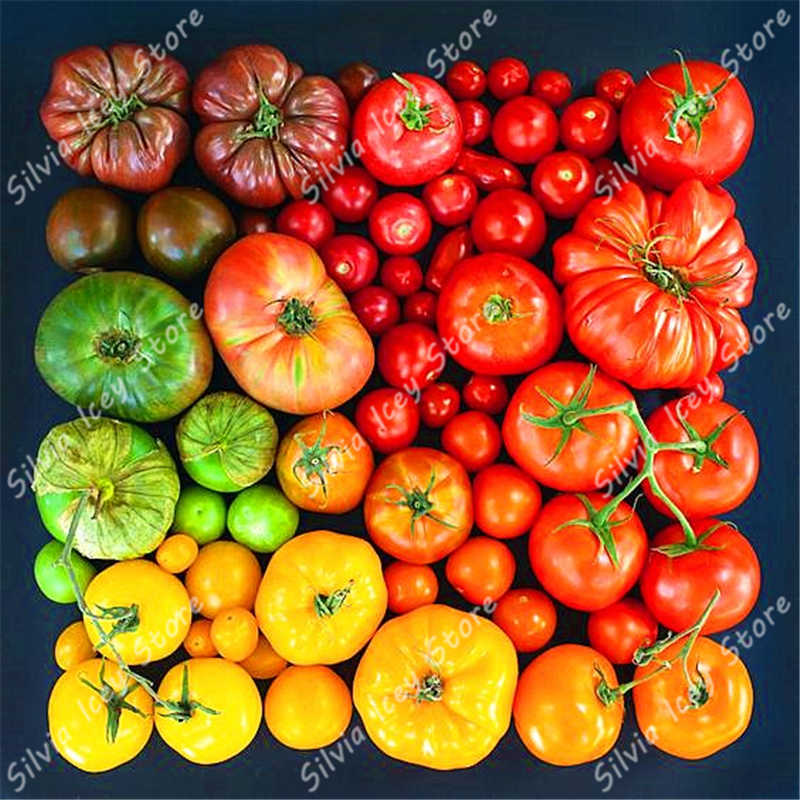 200 Pcs Giant Tomato Seeds Vegetable Cultivation For Indooroutdoor Potted Growth Harvest - 4