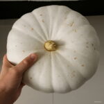 20pcs Organic Vegetable Hanging Melon Perennial Climbing Herb Plant Spring Farm Seeds - 6